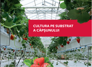 Cultura pe substrat a căpșunului